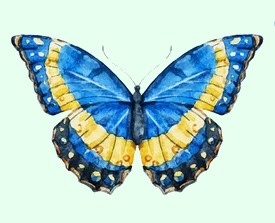 Personality Test Butterfly 2